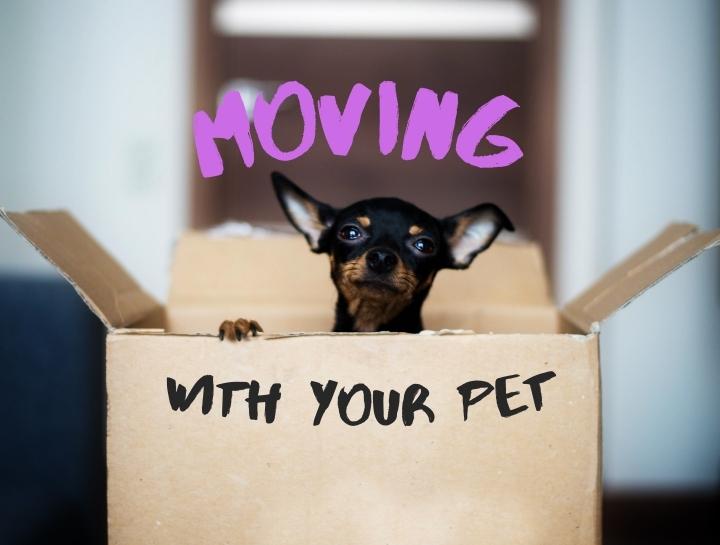 Moving With Your Pet