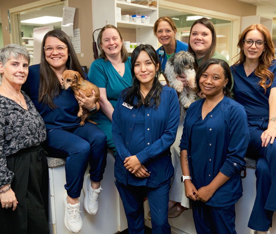 Dog & Cat Veterinarians
