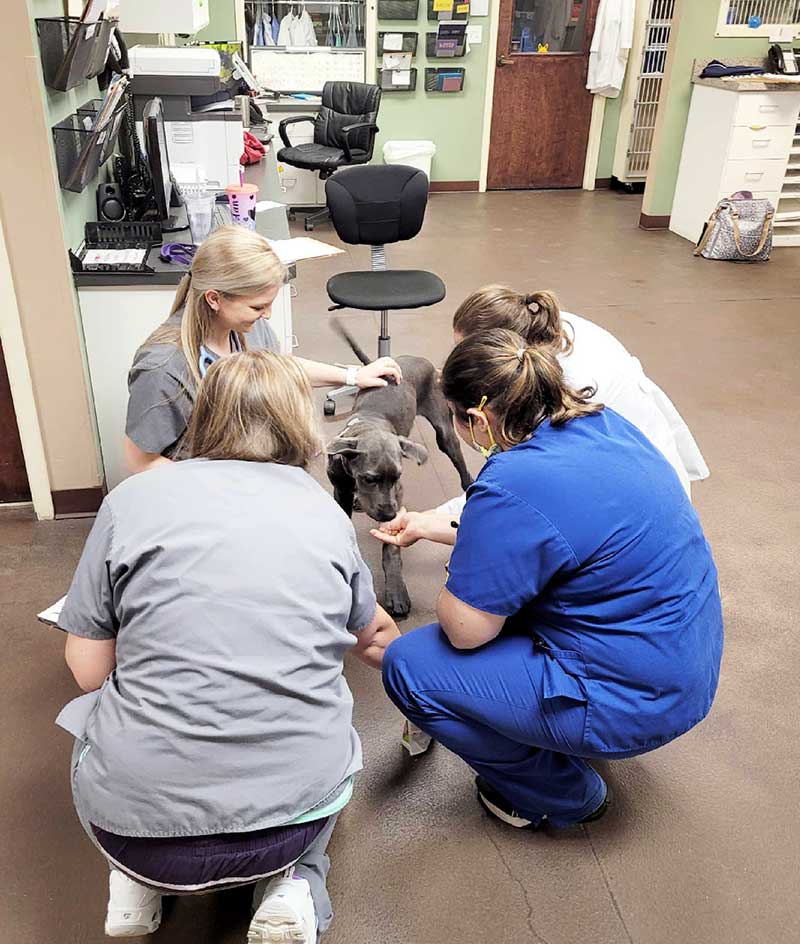Veterinary Jobs in Grayson GA