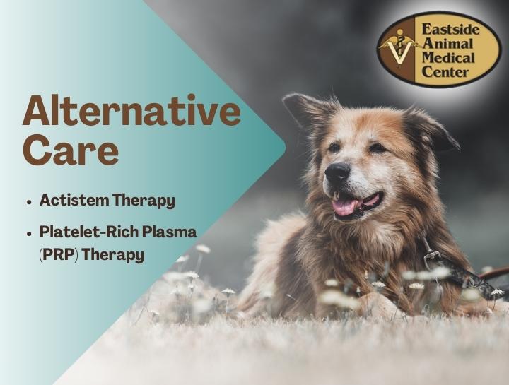 New Alternative Therapies for Your Pet!