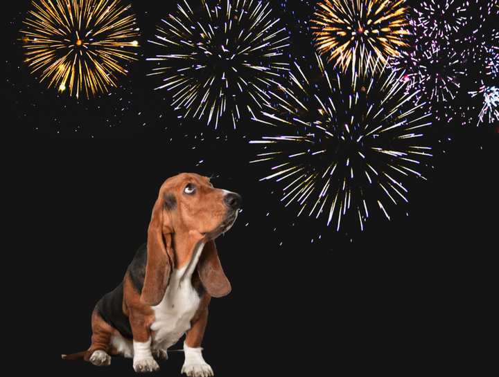 Preparing Your Pet for Fireworks