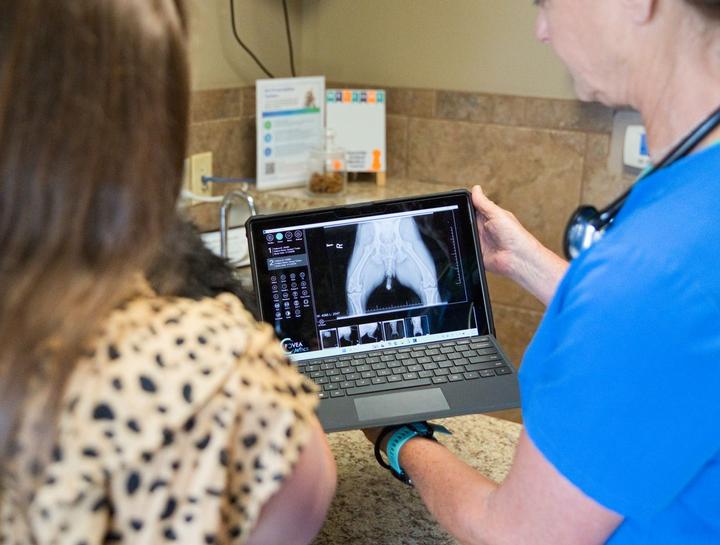 Pet Radiology