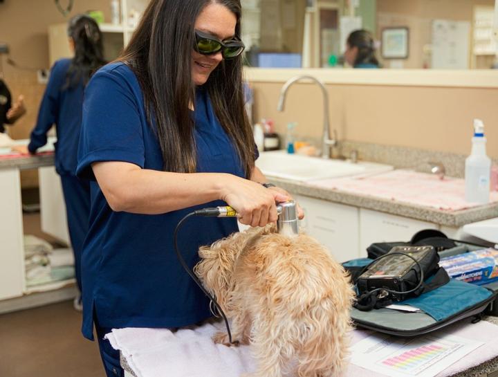 Pet Laser Therapy