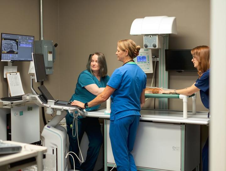 Veterinary Ultrasound