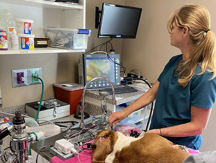 Pet Endoscopy in Grayson | Cats & Dogs